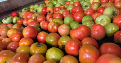 Goiás lidera produção nacional de tomate com 1,34 milhão de toneladas estimadas para 2026
